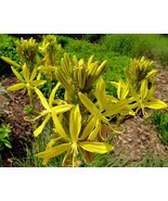 200 Seeds Mixed Angels Yellow Asphodel BonsaiYellow Asphodel Beautiful - €13,31 EUR
