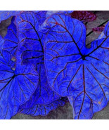 SL Blue Caladium Dwarf Elephant Ear Ornamental Plant Seeds, 200 Seeds/ Pack - €3,06 EUR
