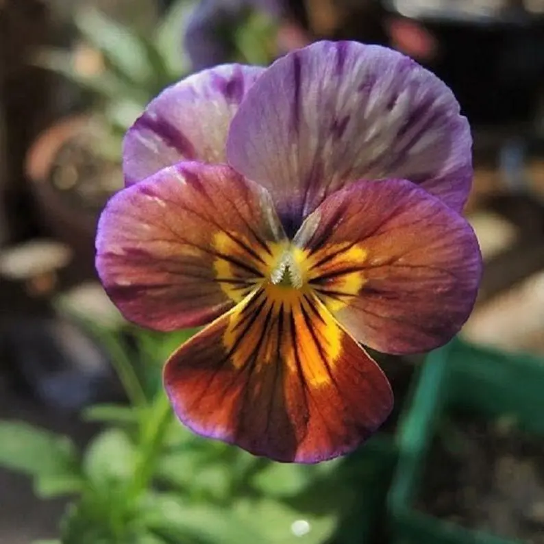 HGBO 50 Viola Brush Strokes, Perennial, Edible Pansy, Houseplant Flower Seeds US - $14.00