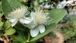 20 Seeds- Tropical Pear Guava- abundant fruit production- white fragrant blooms  - £3.95 GBP