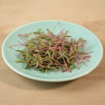 US Seller 2000 Red Purslane Seeds Portulaca Oleracea Mild Spinach-Like Flavor. - £8.23 GBP