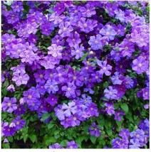 True PURPLE Clematis 2 ROOT,Clematis Flower(Not Clematis Seeds),Outdoor Plant - $30.00