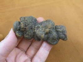 (PP466-65) 3&quot; Genuine Fossil TURTLE POOP Coprolite WA state DUNG WEIRD GIFT - £19.87 GBP