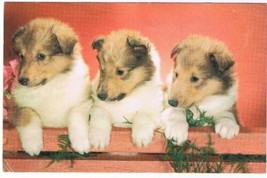 Vintage Rppc Puppies Pals Dogs Postcard - $2.10