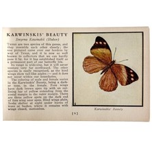 Karwinksi&#39;s Butterfly 1934 Butterflies Of America Antique Insect Art PCB... - £15.79 GBP