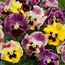 Viola Seeds Frizzle Sizzle Mini Tapestry 50 Seeds   - $21.00
