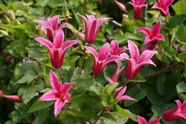 Princess Diana Clematis 20 seeds - £7.81 GBP