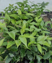 1 Pc Jasmine Nitidum Star Jasmine Angel Wing Jasmine Starter Plant 5&quot; Tall - RK - $25.20