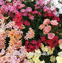 Imported Real 5 pcs/lot Lewisia Cotyledon &#39;Galaxy Mixed&#39; Flower Bonsai Plant Hom - £3.56 GBP