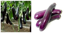 Chinese Eggplants 200 Seeds Long Purple Eggplants Aubergine Asian Vegetable - £15.17 GBP