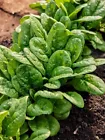 Long Standing Bloomsdale Spinach. Non-GMO~Heirloom~Organic. USA. 150+Seeds - £8.69 GBP