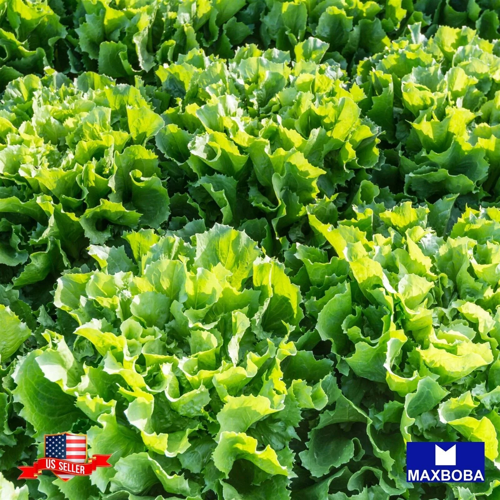 Endive 1000 Seeds Escarole Broadleaf Batavian  Non-GMO Heirloom Vegetable - $9.08