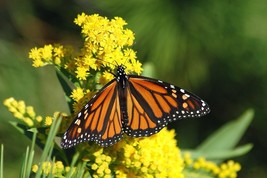 Monarch Butterfly Rescue Mix Pouch 10 Flower Seeds For Pl - $4.10 CAD