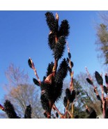 Black Pussy Willow starter plant Salix Gracilistyla Melanostachys - £14.93 GBP