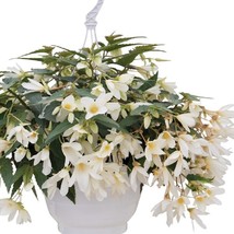 2R9D2 Begonia Seeds Boliviensis Begonia Groovy White Seeds 100 Pelleted Begonia  - £49.61 GBP