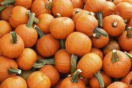 Pumpkin Seeds Sugar Pie 25 Ct Vegetable Garden Annual Fresh Seeds Fast Shipping - $9.09