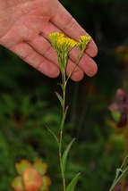 Ohio Goldenrod 1000 Seeds for Planting | Oligoneuron ohioense | Wet Soil Native  - £13.55 GBP
