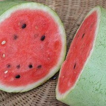 20 Bozeman Watermelon Seeds New Fresh Seeds USA - £12.14 GBP