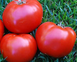 Boxcar Willie Tomato Seeds 50 Indeterminate Vegetable Garden Fast Shipping - £7.14 GBP