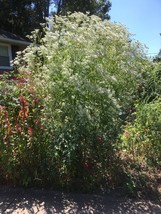 US Seller 200 Seeds Boneset Eupatorium Perfoliatum Harvested 0923 Fast Shipping - $10.69