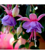 50pcs/bag Fuchsia Seeds Potted Flowers seeds,bonsai seeds.#6100 - $5.65