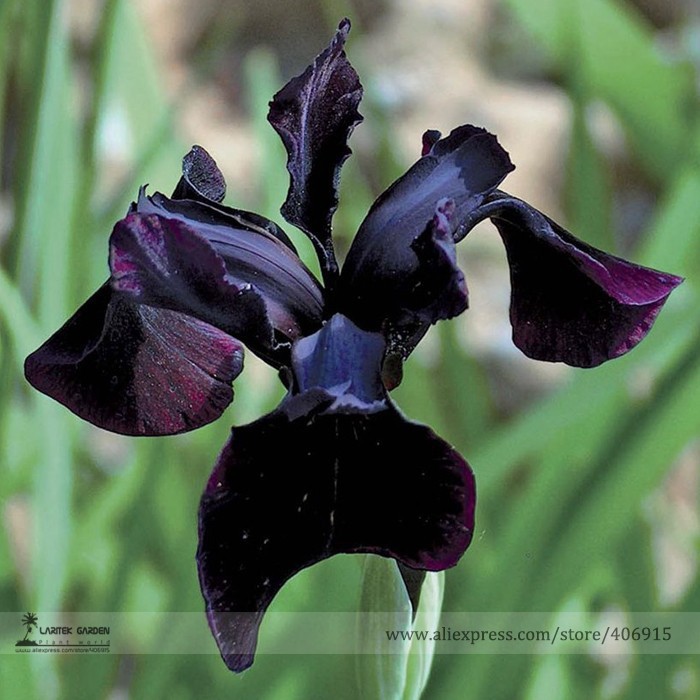 5 Seeds Siberian Iris Black Gold Iris Chrysographes Flower Garden - $2.82