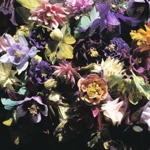 30+ Aquilegia Columbine Crown Jewels Mix Flower Seeds  - $9.88