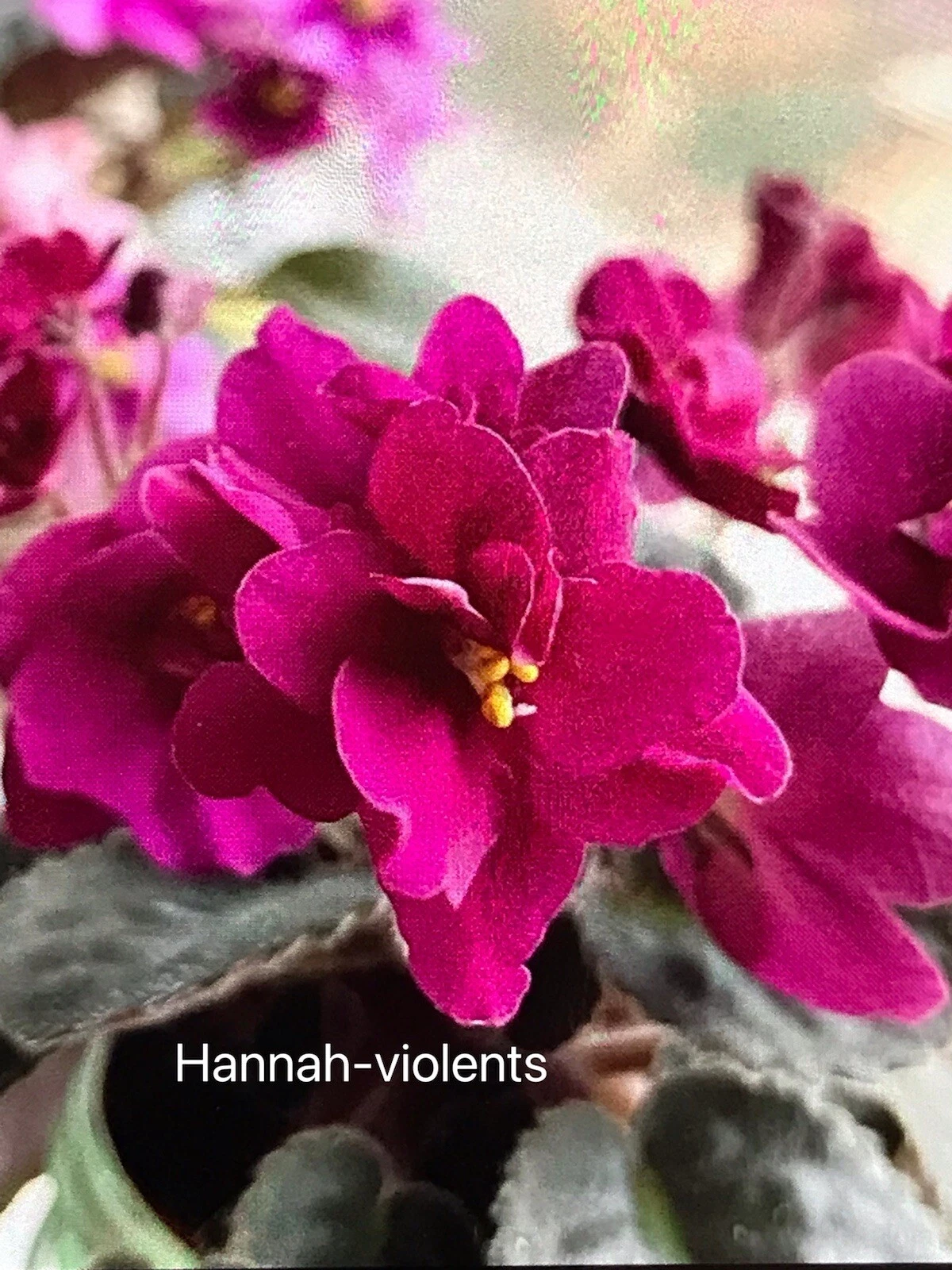 African violet Plant “Rob&#39;s Love Bite” (Semi miniature) - USA Seller  - $38.99