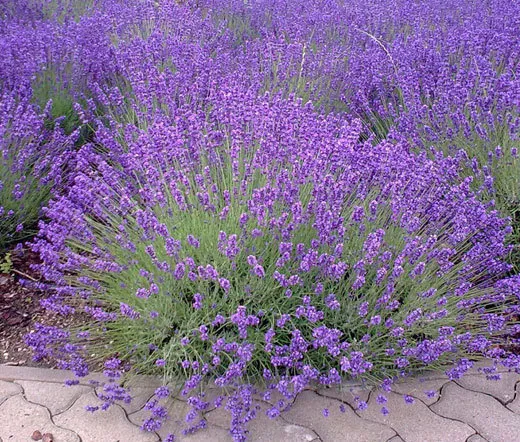 English Lavender Lavandula Angustifolia 2000 Bulk Seeds Fresh Seeds - £41.10 GBP