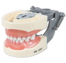 Dental Typodont Pediatric Model Compatible With Nissin Teeth (24 Teeth) 200P - £34.36 GBP