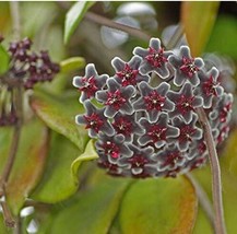 Kasuki 20 Seeds Pack Hoya Seeds Potted Seed Hoya Carnosa Flower Beautifu... - £20.00 GBP