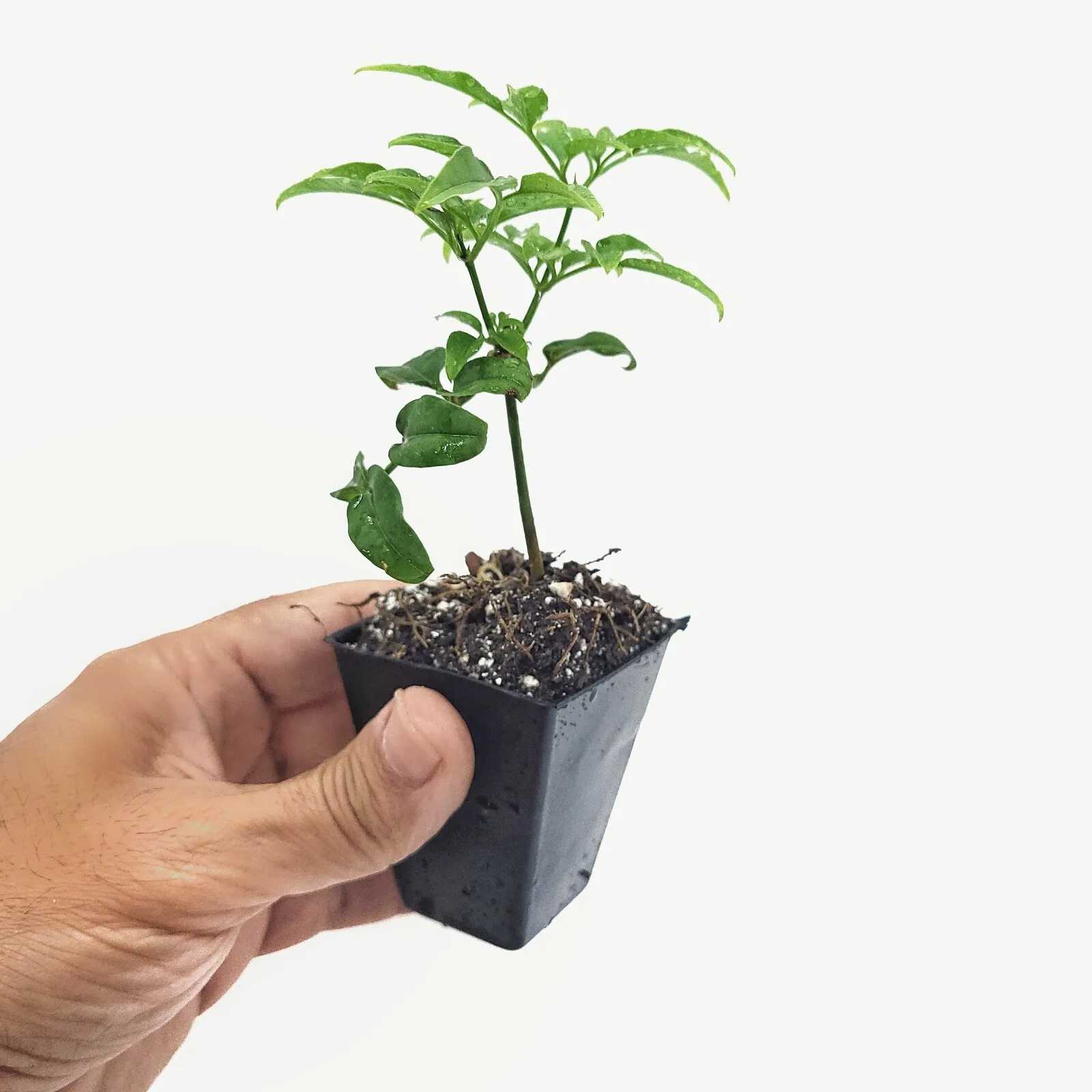 Jasminum Polyanthum Fragrant Mini Starter Plant 2&quot; Pot - £22.38 GBP