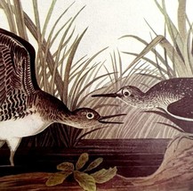 Solitary Sandpiper Bird 1950 Lithograph Print Audubon Nature 1st Edition... - $579.94 MXN