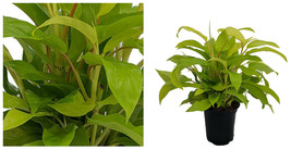 Upright Lemon Lime Philodendron - Easy to Grow - 6&quot; Pot - C2 - £75.63 GBP