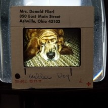 1975 Millie&#39;s Dog Sleeping Scrunchy Face VTG 35mm Found Kodachrome Slide Photo - £11.15 GBP
