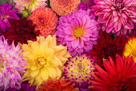 SKMO 50 Unwins Dwarf Mix Dahlia Variabilis Mix Double Bicolor Purple Red Flower  - $17.69