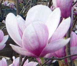 Magnolia soulangeana | Tulip Tree | 5_Seeds_Tera Store - $15.99