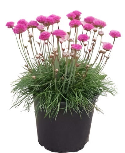 Armeria Alliacea 4Inches Pot Pink Sea Plantain Thrift Maritima Live Plant - $18.99