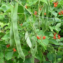 Bean Seeds - Pole - Scarlet Runner-Vegetable Seeds - Outdoor Living - Gardening - £30.44 GBP