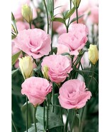 200 Seeds Eustoma Grandiflorum Seeds Water Pink Double Flowers Hybrid - €12,98 EUR