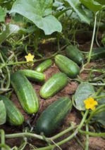Cucumber Seed, Marketer, Heirloom, Organic, Non Gmo, 100 Seeds, Garden Cucumber - £3.13 GBP