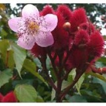 New Fresh Seeds 10 Annatto Lipstick Tree Perennial Flower Seeds - $25.28