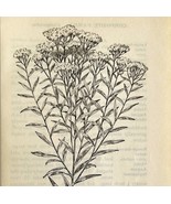 1905 Lance Leaved Goldenrod Wild Flower Print Pen &amp; Ink Lithograph Antique  - $367.32 MXN
