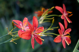 Sale 10 Seeds Freckleface Blackberry Lily (Leopard Lily) Belamcanda Chinensis Ir - £7.79 GBP