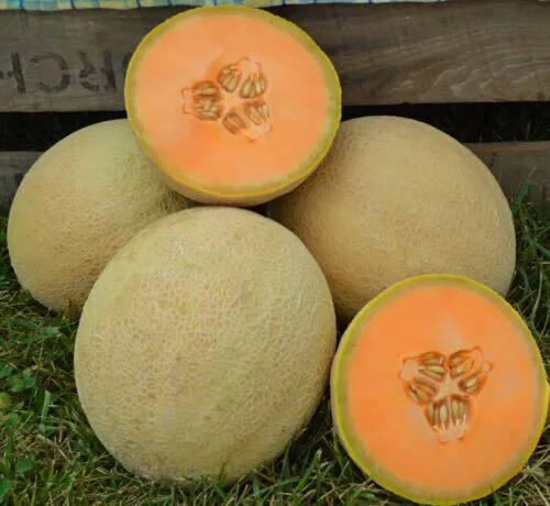 25 Seeds Cantaloupe Melon Sweet Juicy Tasting Fruit Plant Fresh Seeds US... - £9.53 GBP