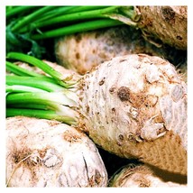 BStore 1900 Celeriac Seeds  Giant Prague Vegetable Non Gmo Heirloom Usa - £6.58 GBP