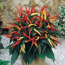 100 Patio Fire Ice Ornamental Pepper Seeds Fresh Seeds Fast Shipping - £9.29 GBP