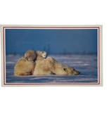 Vintage Postcard Polar Bear National Geographic Wild Life u - £8.72 GBP