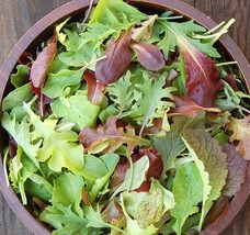 BPA 1Oz Gourmet Mesclun Mix Seeds Organic Lettuce Greens Blend Garden Container - £13.43 GBP