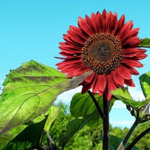 Fresh Seeds USA Red Sun Sunflower Flower Seeds Vegetable Seeds Seed Packets Heli - £11.25 GBP